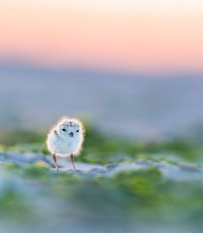 Fluffy chick standing on a blurred green background, capturing beautiful wildlife photography. Fluffy chick standing on a blurred green background, capturing beautiful wildlife photography.