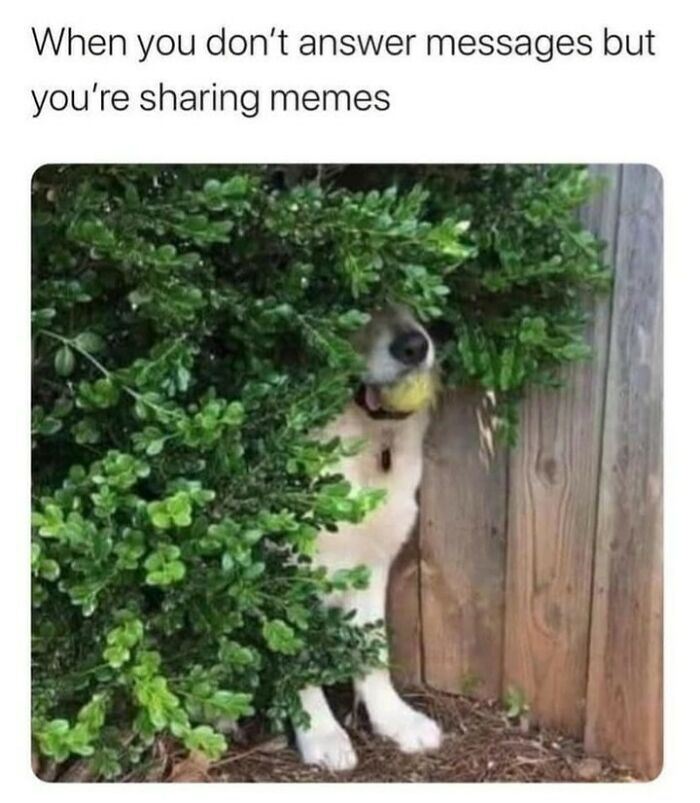 Dog hiding in bushes holding a ball, illustrating humor as a coping mechanism through sharing memes instead of answering messages.