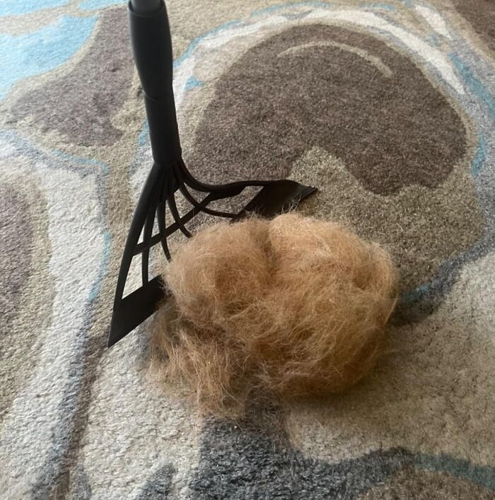 Carpet rake gathering pet hair, an everyday life saver tool.