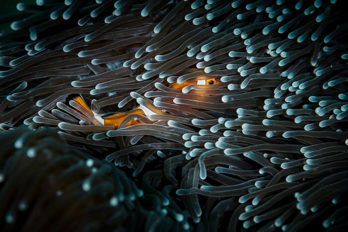Clownfish nestled in sea anemone, showcasing winning image from Tokyo International Foto Awards 2024.
