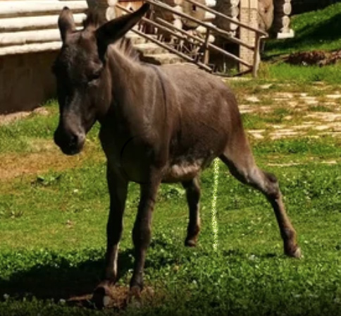 Donkey-678702a2e3317.jpg