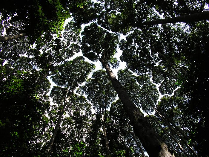 Tree canopies display natural phenomena called crown shyness, leaving gaps between leaves against a bright sky.