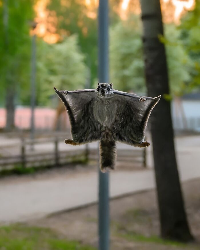 Flying squirrel captured mid-air by Finnish photographer in a forest setting during sunset. Flying squirrel captured mid-air by Finnish photographer in a forest setting during sunset.