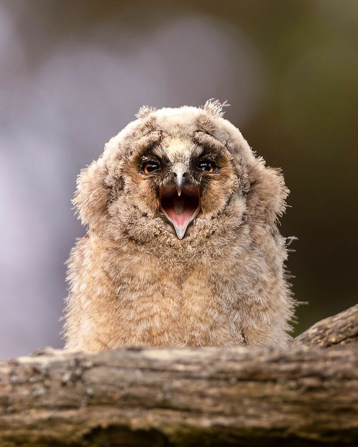 A fluffy owl captured by a Finnish photographer, perched on a branch with its beak open. A fluffy owl captured by a Finnish photographer, perched on a branch with its beak open.
