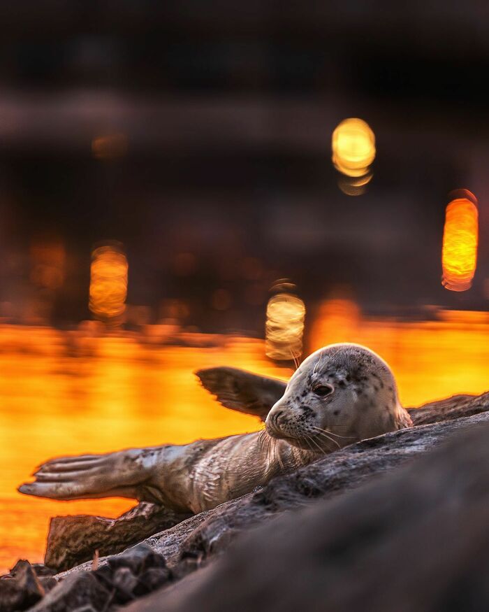 A seal rests on rocks by the water at sunset, captured by a Finnish photographer. A seal rests on rocks by the water at sunset, captured by a Finnish photographer.