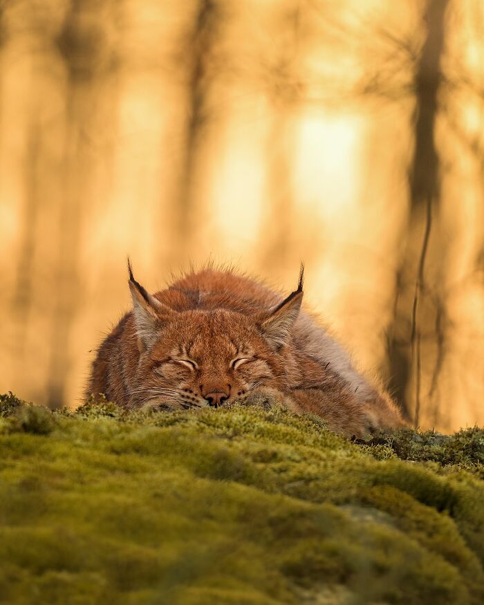 Sleeping lynx on moss captured by Finnish photographer against a sunset backdrop, showcasing raw animal moments.