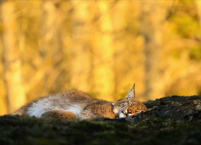 A lynx sleeping peacefully in the forest, photographed by a Finnish photographer capturing raw animal moments. A lynx sleeping peacefully in the forest, photographed by a Finnish photographer capturing raw animal moments.