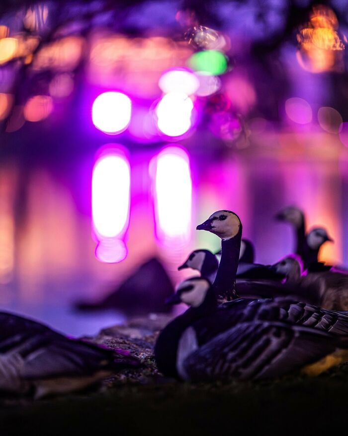 Animals captured by Finnish photographer in a vibrant, colorful setting with blurred city lights in the background.