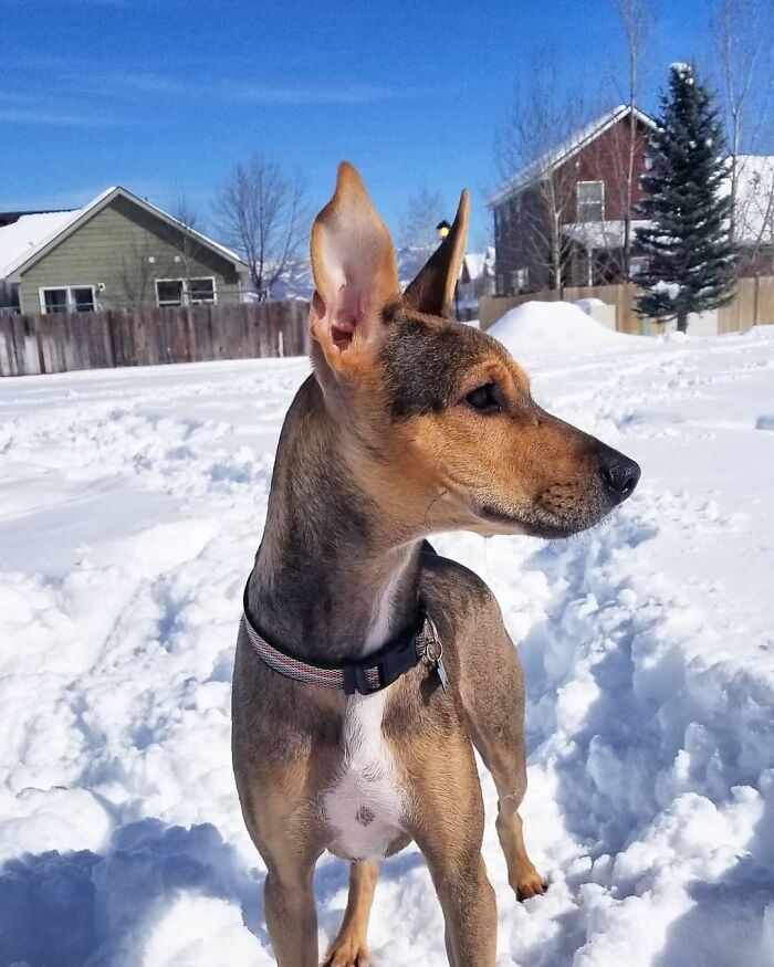 Rescued dog standing alertly in a snowy yard, showcasing healthy posture and ears perked. Rescued dog standing alertly in a snowy yard, showcasing healthy posture and ears perked.