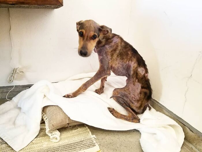 Starving dog rescued from remote island in Belize, sitting on a blanket indoors. Starving dog rescued from remote island in Belize, sitting on a blanket indoors.