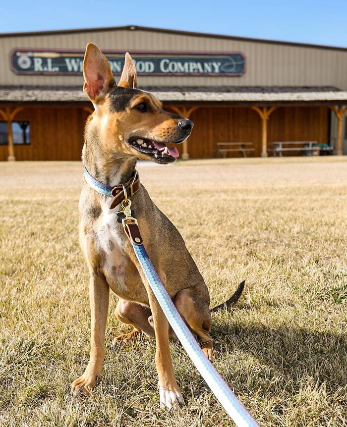 Starving dog from remote island in Belize sits happily on a grassy field with a blue leash. Starving dog from remote island in Belize sits happily on a grassy field with a blue leash.