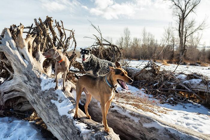 Three dogs playing on a fallen tree in a snowy landscape. Three dogs playing on a fallen tree in a snowy landscape.