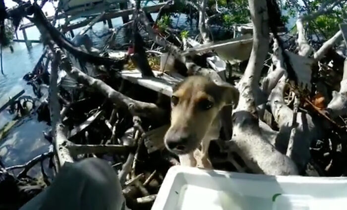Man rescues a starving dog found on a remote island in Belize, surrounded by mangroves. Man rescues a starving dog found on a remote island in Belize, surrounded by mangroves.
