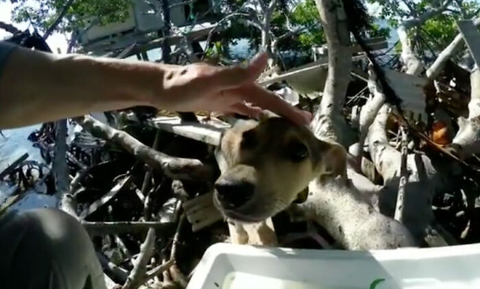 Man petting a starving dog on a remote island, surrounded by branches and debris, highlighting a rescue in Belize. Man petting a starving dog on a remote island, surrounded by branches and debris, highlighting a rescue in Belize.