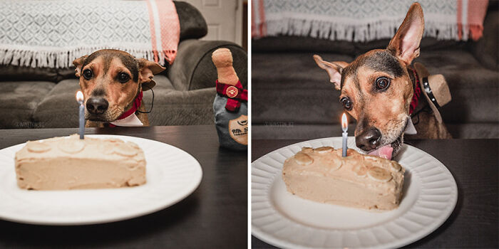 Dog on remote island celebrates with cake after being rescued in Belize. Dog on remote island celebrates with cake after being rescued in Belize.