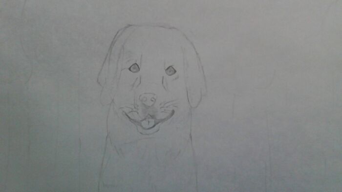 Unfinished Drawing Of A Golden Retriever