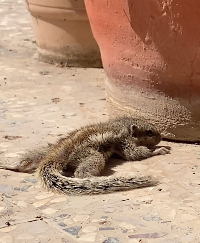 Orphaned squirrel lying on a tiled floor near terra cotta pots. Orphaned squirrel lying on a tiled floor near terra cotta pots.