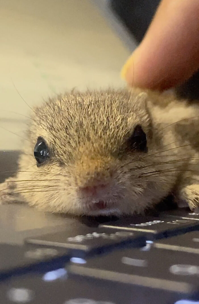 Orphaned squirrel with shiny eyes being gently touched, symbolizing a new bond with its human family. Orphaned squirrel with shiny eyes being gently touched, symbolizing a new bond with its human family.
