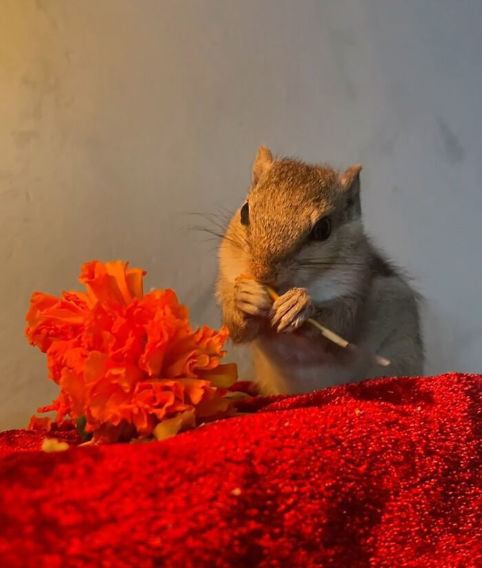 Orphaned squirrel with orange flower, symbolizing a heartwarming bond with new human family. Orphaned squirrel with orange flower, symbolizing a heartwarming bond with new human family.
