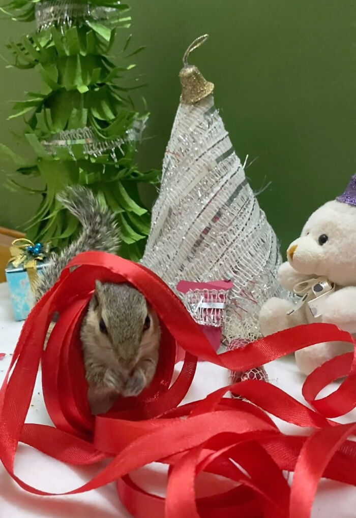 Orphaned squirrel playing with red ribbon beside holiday decorations. Orphaned squirrel playing with red ribbon beside holiday decorations.