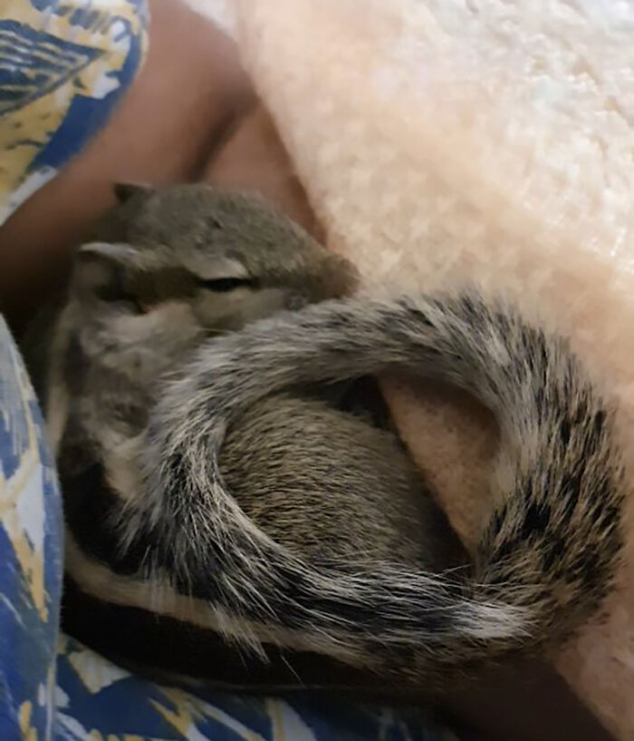 Orphaned squirrel curled up asleep in a cozy blanket, showcasing a heartwarming bond with her new human family. Orphaned squirrel curled up asleep in a cozy blanket, showcasing a heartwarming bond with her new human family.