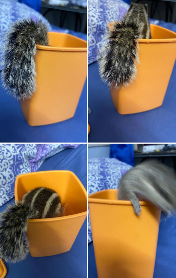 Orphaned squirrel exploring an orange container, showcasing playful bonding moments. Orphaned squirrel exploring an orange container, showcasing playful bonding moments.
