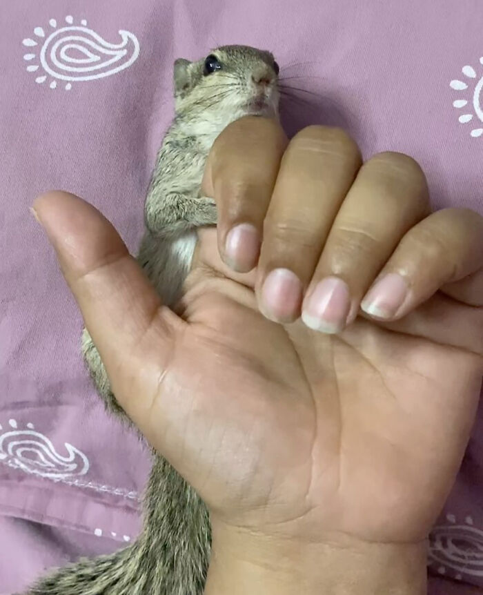 Orphaned squirrel snuggles in human hand, symbolizing heartwarming bond with new family. Orphaned squirrel snuggles in human hand, symbolizing heartwarming bond with new family.