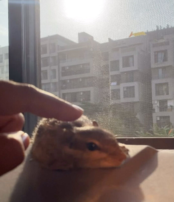 Orphaned squirrel being gently petted by a person, creating a heartwarming bond near a sunlit window. Orphaned squirrel being gently petted by a person, creating a heartwarming bond near a sunlit window.