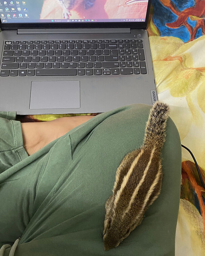 Adorable orphaned squirrel resting on person’s lap near a laptop, symbolizing a heartwarming new bond with people. Adorable orphaned squirrel resting on person’s lap near a laptop, symbolizing a heartwarming new bond with people.