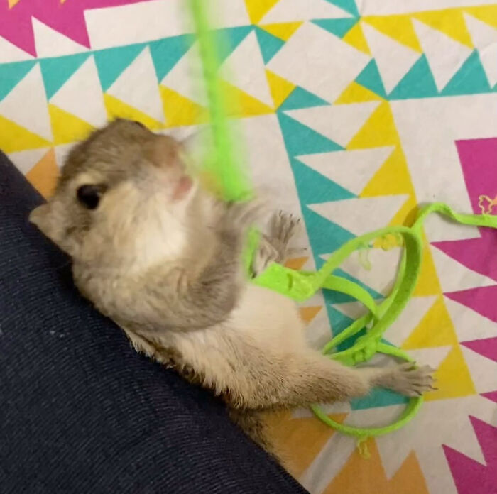Orphaned squirrel playing with a green string on a colorful geometric-patterned backdrop. Orphaned squirrel playing with a green string on a colorful geometric-patterned backdrop.