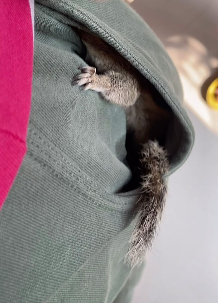 Orphaned squirrel nestled in a green jacket pocket, showcasing a cute bond with people. Orphaned squirrel nestled in a green jacket pocket, showcasing a cute bond with people.