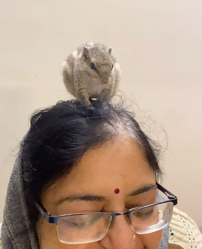 Orphaned squirrel sitting on a woman's head, part of a new family's heartwarming bond. Orphaned squirrel sitting on a woman's head, part of a new family's heartwarming bond.