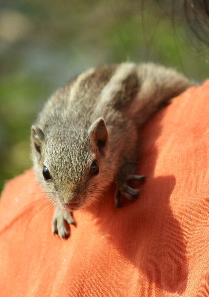 Orphaned squirrel cuddling on a person's shoulder, forming a heartwarming bond. Orphaned squirrel cuddling on a person's shoulder, forming a heartwarming bond.