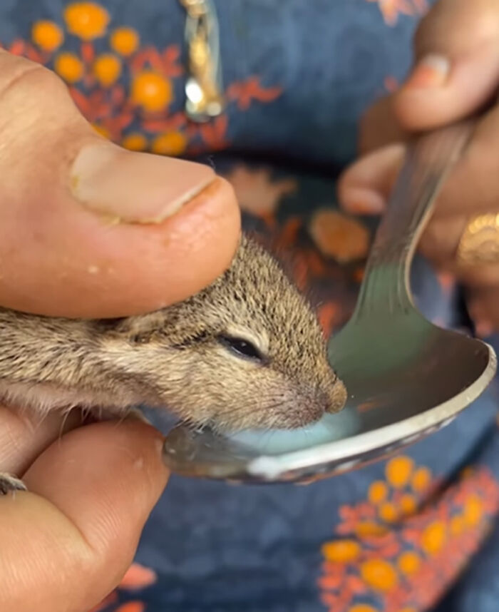 Orphaned squirrel eats from a spoon, nestled in hands, forming a heartwarming bond with its new human family. Orphaned squirrel eats from a spoon, nestled in hands, forming a heartwarming bond with its new human family.