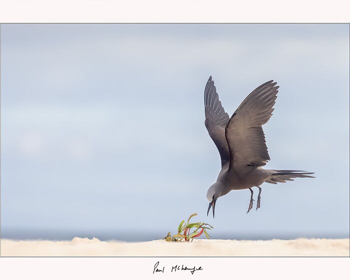 Bird captured mid-flight, descending towards a sandy surface in Africa, photographed by Paul McKenzie.