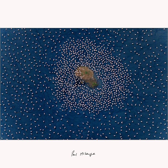 Aerial view of a small island surrounded by flamingos on a soda lake, captured by Paul McKenzie.