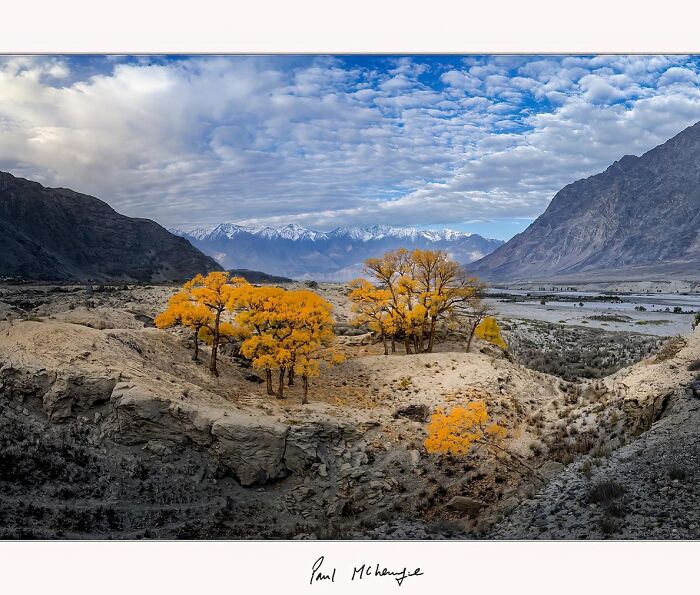 Golden trees on a rugged landscape with mountains in the background, captured by Paul McKenzie.