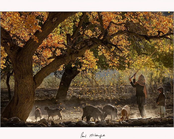 A man and child with goats under autumn trees, captured by Paul McKenzie.