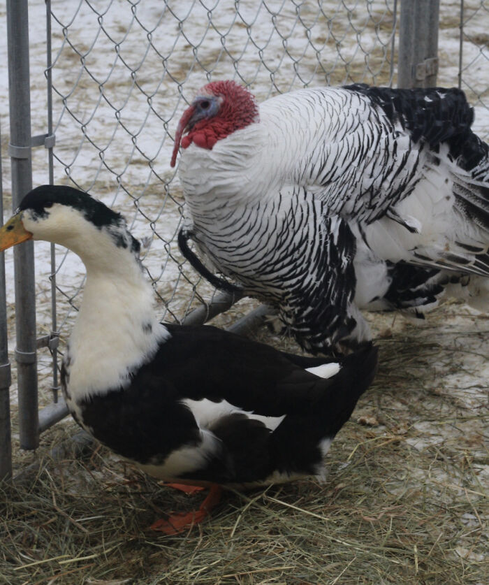 Meet The Turkey Who Thinks He's A Duck Meet The Turkey Who Thinks He's A Duck