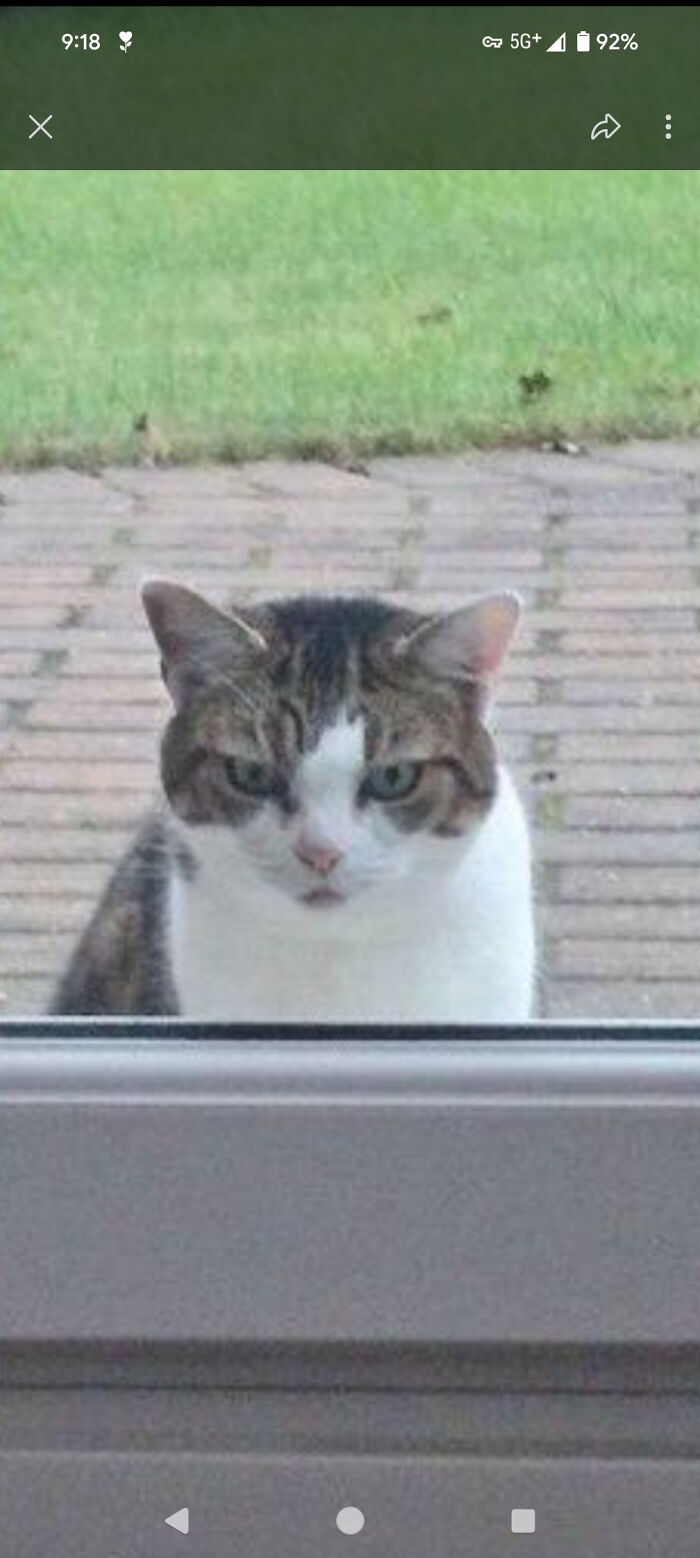 Artist Creates "Boop" Painting Of A Cat's Nose And Finds The Cat’s Owner By Pure Chance Artist Creates "Boop" Painting Of A Cat's Nose And Finds The Cat’s Owner By Pure Chance