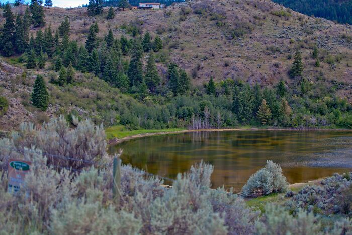 Lake surrounded by hills and pine trees, showcasing a stunning natural phenomenon with unique water coloration.