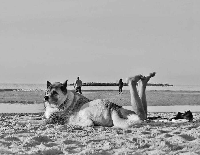 Dog-themed street photo with a dog and human legs on the beach, creating an amusing optical illusion.