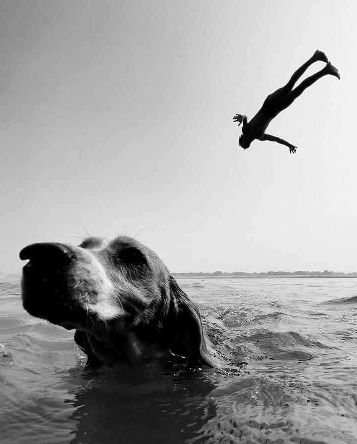Dog-themed street photo featuring a dog swimming in the water with a person diving in the background.