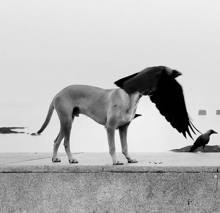 Dog on a ledge with a crow's wings aligned perfectly, creating an intriguing street photography composition.