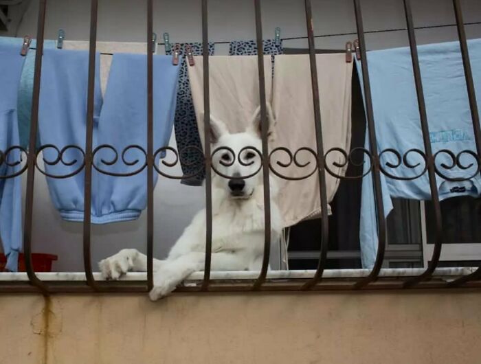 Dog-themed street photo: White dog behind a balcony railing with laundry hanging above.