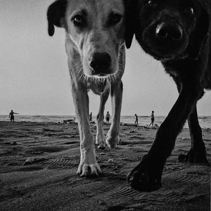 Two curious dogs on a beach, captured in black and white, highlighting street photography style.