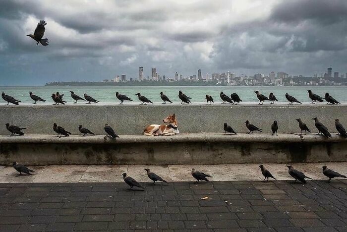 Dog-themed street photo featuring a dog resting among crows on a ledge overlooking a city skyline and ocean.