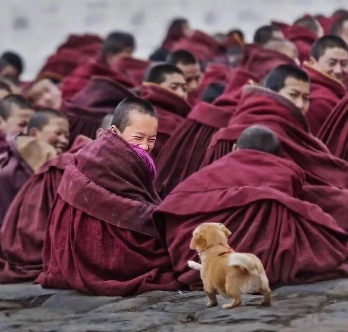 Young monks in red robes with a small dog, captured as a street photo showcasing a charming interaction.