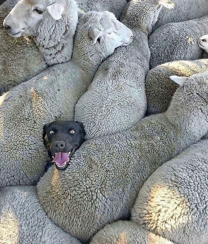 Dog among sheep, showcasing street photographer's creativity in capturing dog-themed street scenes.