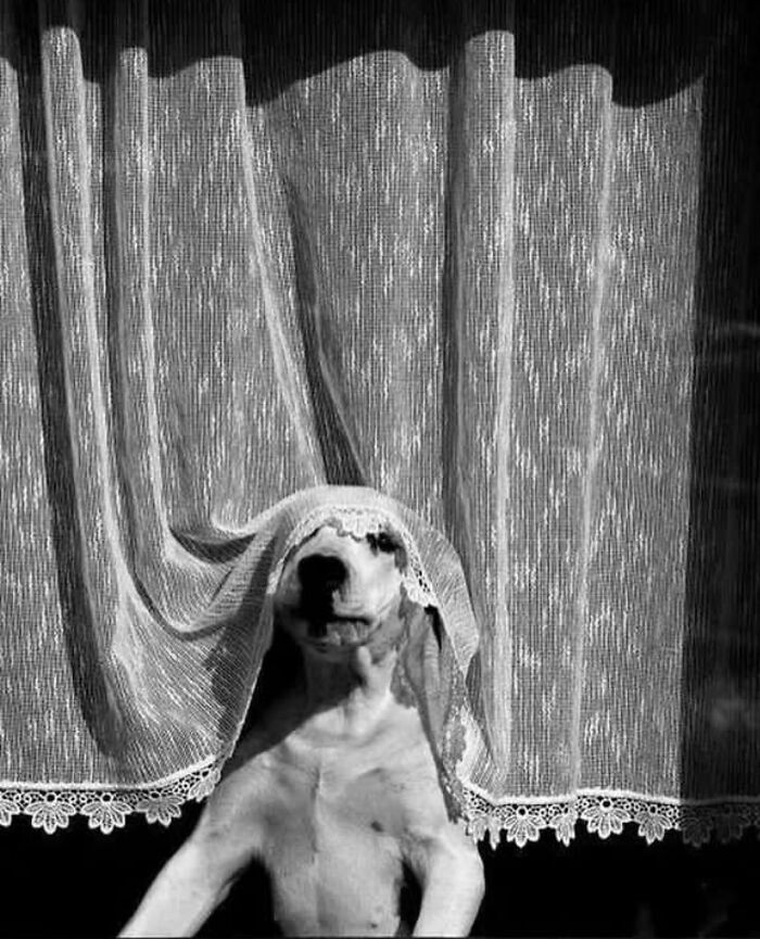 Dog behind lace curtain, creating an artistic and humorous street photography scene.